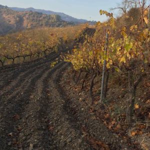 From the ground to the bottle